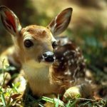 cute-deer-fawn