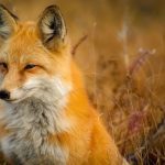 fox-1883658__340