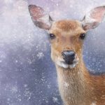 roe-deer-1888115__340